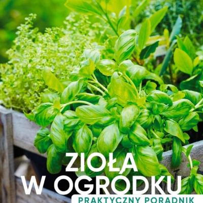 121715 1 - Zioła w ogródku. Poradnik praktyczny - Opracowanie zbiorowe